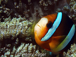 Anemona fish from Dauin (Olympus E330, Macro lens 50mm) by Henry Jager 